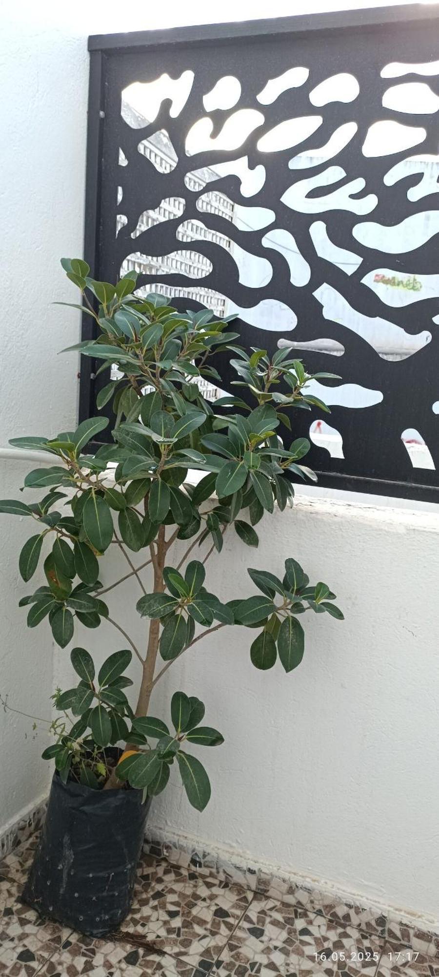 Fufa Haute Standing Appartment S2 Center Monastir Buitenkant foto